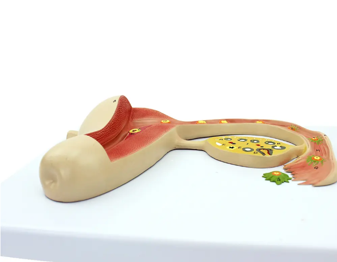 婦產(chǎn)科訓(xùn)練模型的使用及維修保養(yǎng)說明